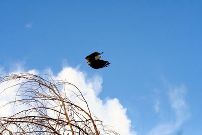 Low angle view of eagle flying against sky