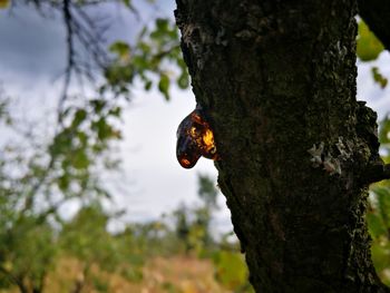 Close-up of insect on tree trunk