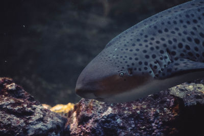 Close-up of fish swimming in sea