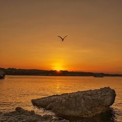 Silhouette bird flying over sea against sky during sunset