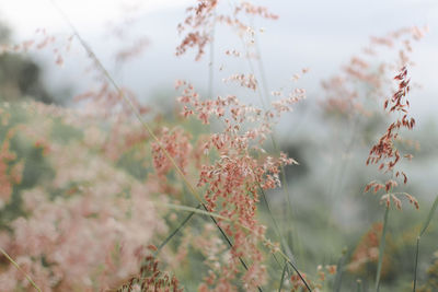Close-up of flowering plants on field