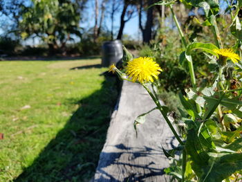 Close-up of yellow flowering plant on land