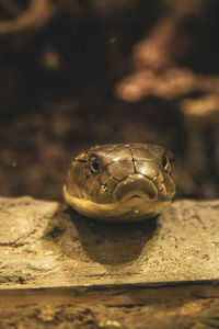 Close-up of lizard on land