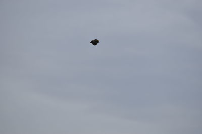 Low angle view of bird flying in sky