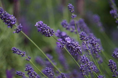 Close-up of purple flowering plants