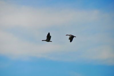 Low angle view of birds against clear sky