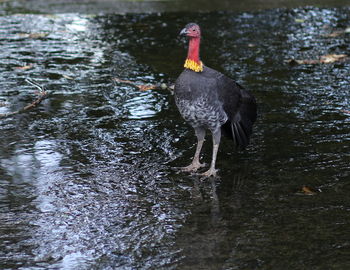 Duck swimming in a lake