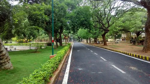 Road amidst trees