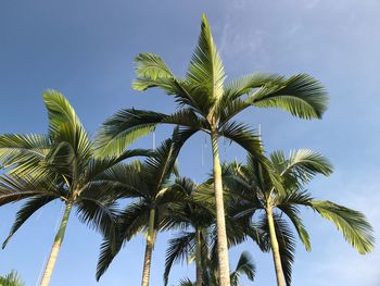 Low angle view of coconut palm tree against blue sky