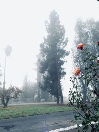 Flowering plants by trees against sky