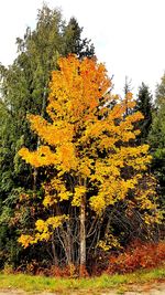 Low angle view of yellow flowering plants on field during autumn