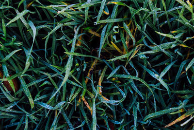 Full frame shot of plants on field