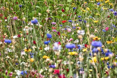 Close-up of purple flowering plants on field