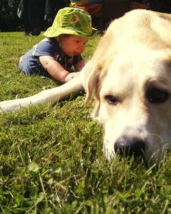 Portrait of dog on grass