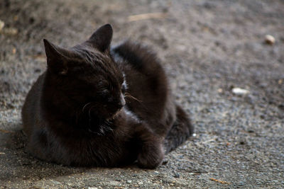 Black cat sitting on a floor