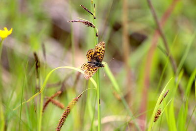 Close-up of butterfly on flower