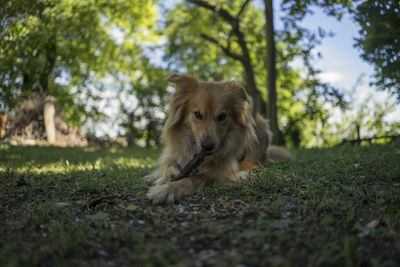 Dog relaxing on field