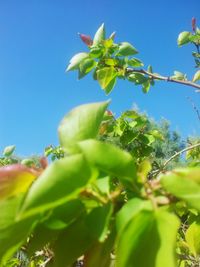 Close-up of plant against blue sky