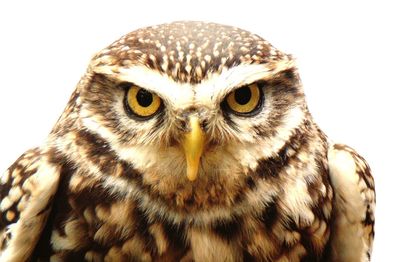 Close-up portrait of owl