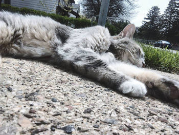 Cat sleeping on bed