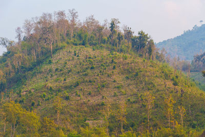 Trees in forest during autumn