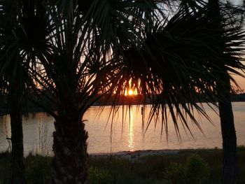 Silhouette palm trees against sky during sunset