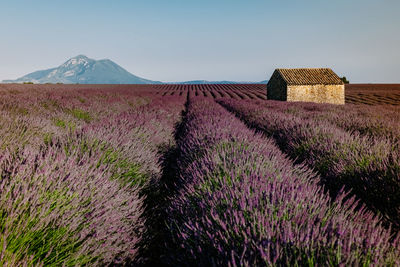 Purple flowers on field against sky