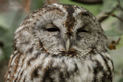 Close-up portrait of owl