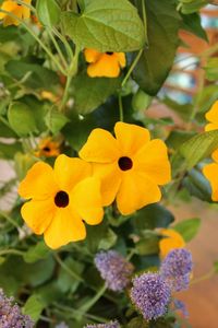 Close-up of yellow flower