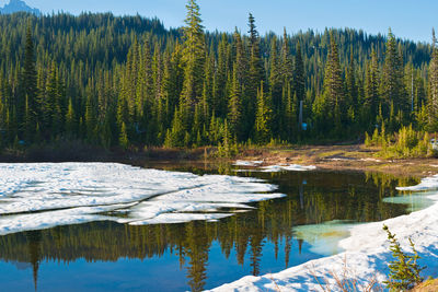 Scenic view of lake in forest