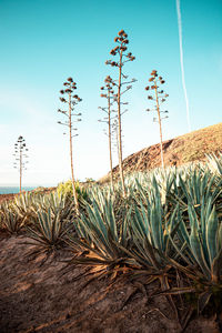 Plants growing on field against sky