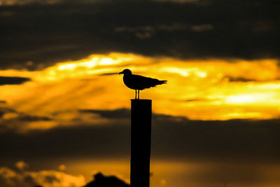 Silhouette bird perching on pole against sky at sunset