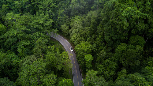 Trees in forest