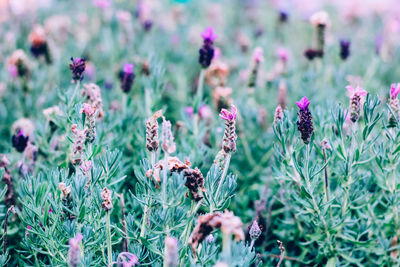 Close-up of purple flowering plants on field