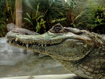 Close-up of alligator