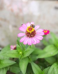 Close-up of honey bee on pink flowering plant