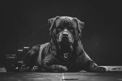 Strong, the rottweilers in bw