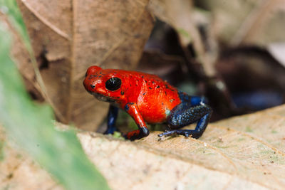 Close-up of frog on leaf