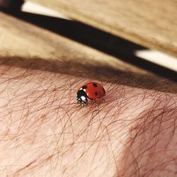 Close-up of ladybug on floor