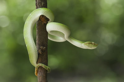 Close-up of fresh green plant