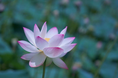 Close-up of pink water lily