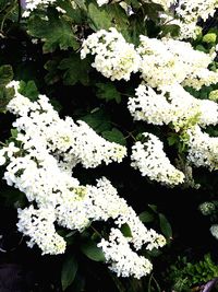 High angle view of white flowering plant