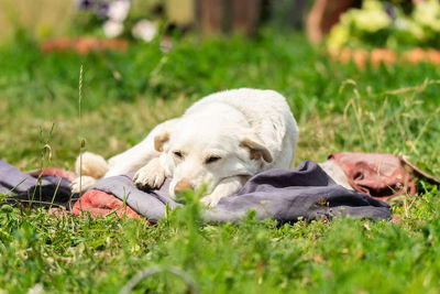 Dogs resting on field