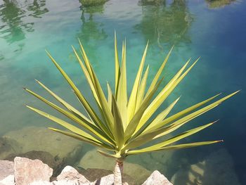 High angle view of plant by lake