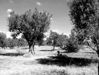 Trees on grassy field