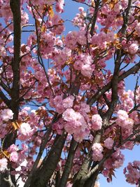 Low angle view of pink flowers on tree