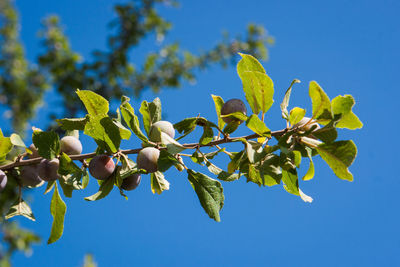 Low angle view of flowering plant against blue sky