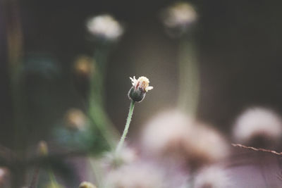 Close-up of flower on plant