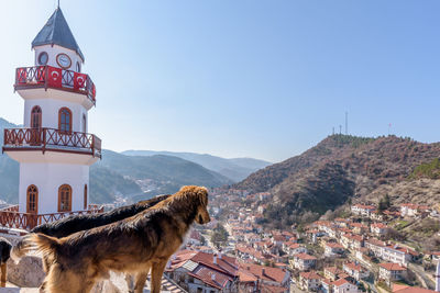 Horses in a temple against buildings