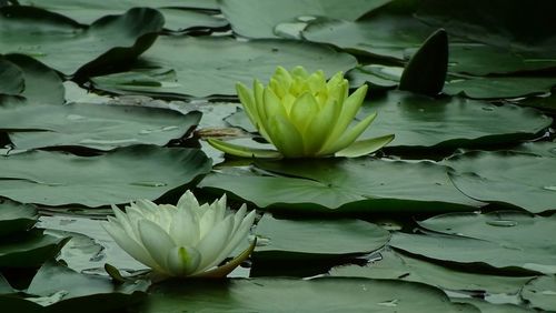 Close-up of lotus water lily in pond